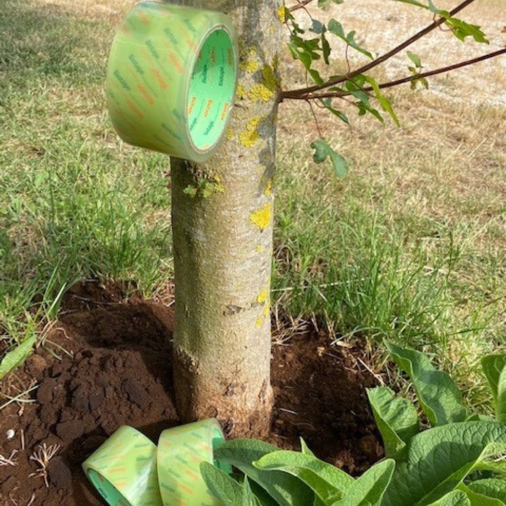 Adhésif emballage écoresponsable 8036